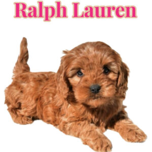 Ralph Lauren - Teddy Bear Red Female F Cavapoo - Boutique Petite Posh Puppies