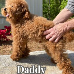 Ralph Lauren - Teddy Bear Red Female F Cavapoo - Boutique Petite Posh Puppies - Dad