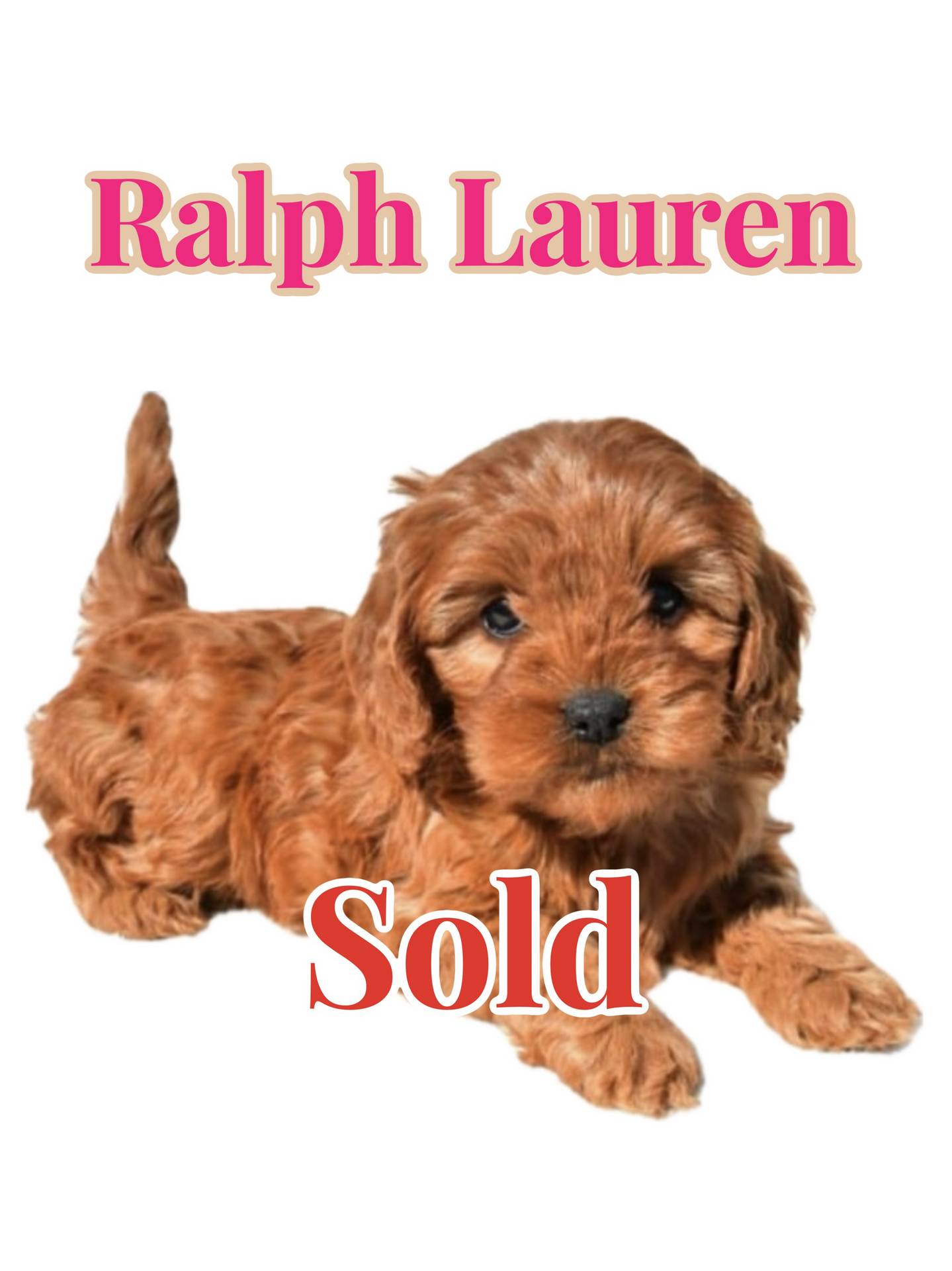 Ralph Lauren - Teddy Bear Red Female F Cavapoo - Boutique Petite Posh Puppies - Forever Home in Marietta- GA