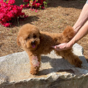 Red Toy Poodle Bowie Petite Posh Puppies 1