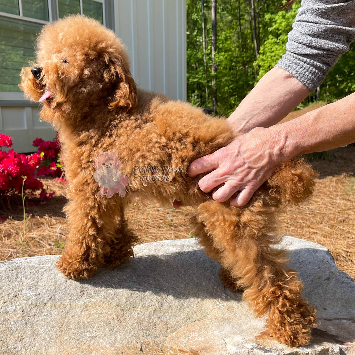 Red Toy Poodle - Bowie - Petite Posh Puppies