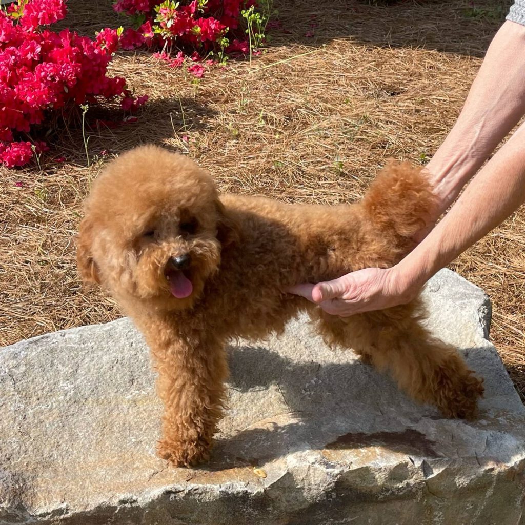 Red Toy Poodle - Male - Petite Posh Puppies