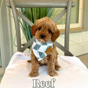 Reef - F Cavapoo Puppy - Litter --