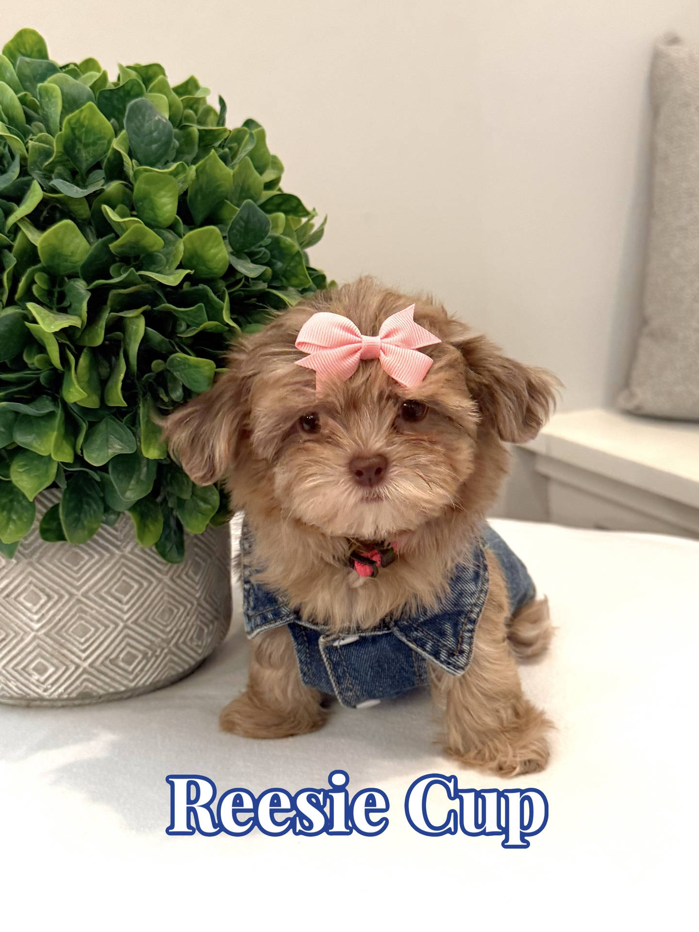 Reesie Cup - F Shihpoo - Litter --
