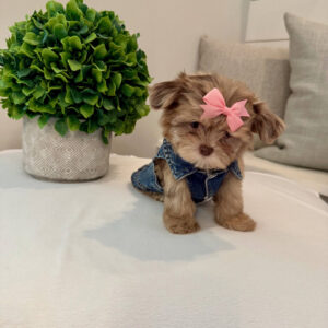 Reesie Cup - F Shihpoo - Litter --_