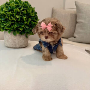 Reesie Cup - F Shihpoo - Litter --_