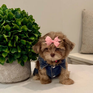 Reesie Cup - F Shihpoo - Litter --_