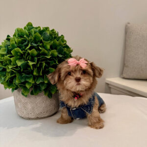 Reesie Cup - F Shihpoo - Litter --_