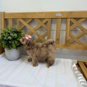 Reesie Cup - F Shihpoo - Litter --_
