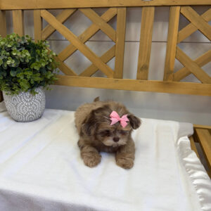 Reesie Cup - F Shihpoo - Litter --_