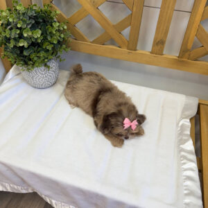 Reesie Cup - F Shihpoo - Litter --_