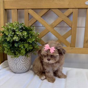 Reesie Cup - F Shihpoo - Litter --_
