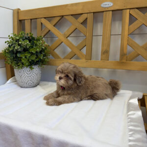 Reesie Cup - F Shihpoo - Litter --_