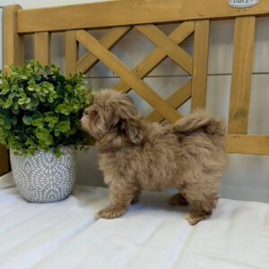 Reesie Cup - F Shihpoo - Litter --_
