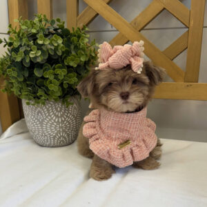 Reesie Cup - F Shihpoo - Litter --_