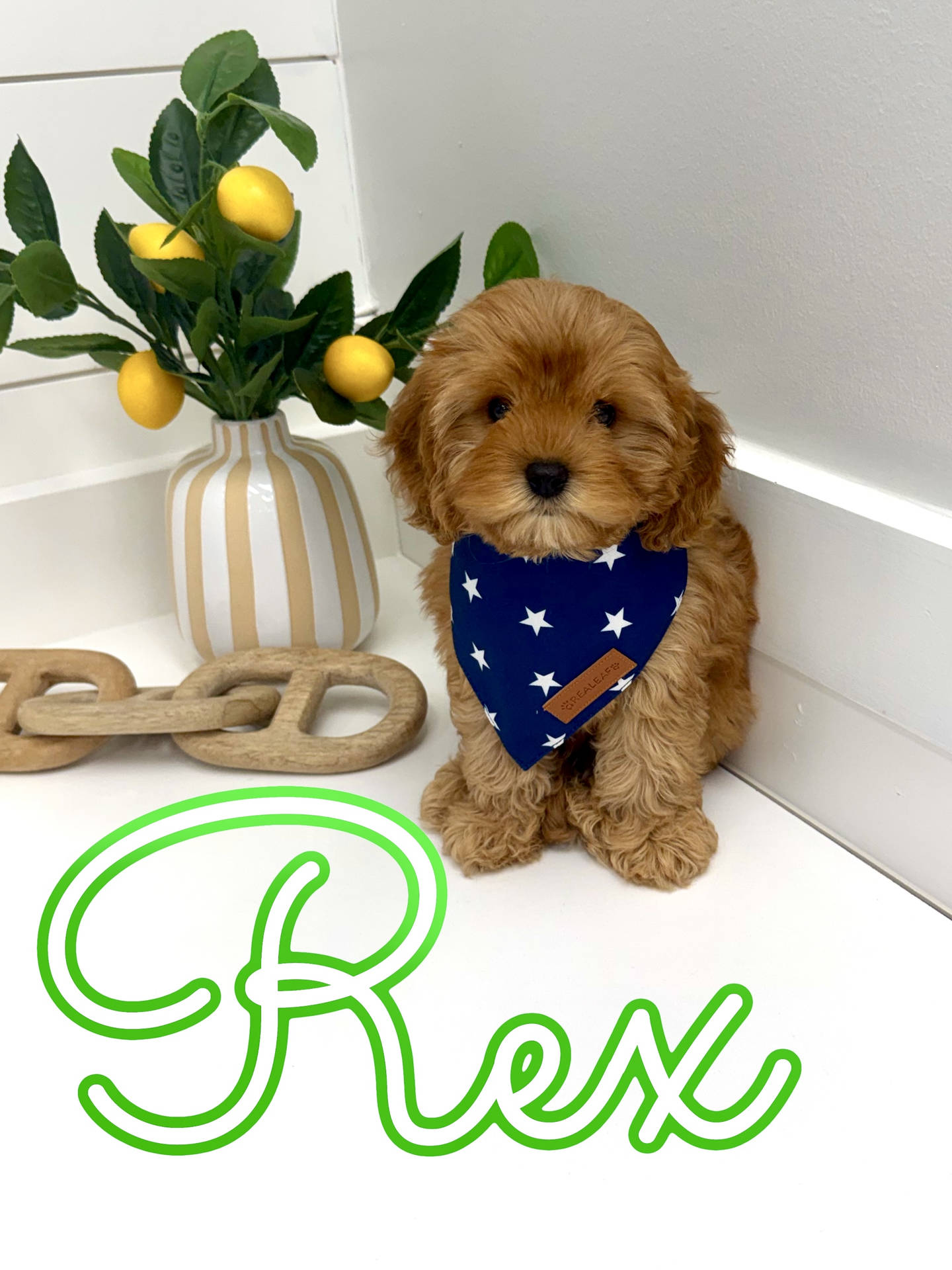 Rex - F Cavapoo Puppy - Litter --_