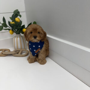 Rex - F Cavapoo Puppy - Litter --_