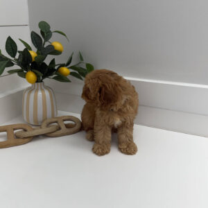 Rex - F Cavapoo Puppy - Litter --_