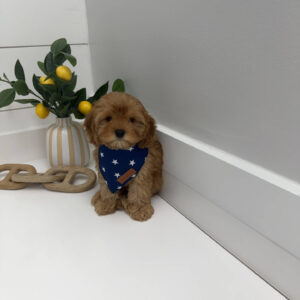 Rex - F Cavapoo Puppy - Litter --_