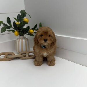 Rex - F Cavapoo Puppy - Litter --_