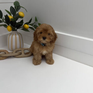 Rex - F Cavapoo Puppy - Litter --_