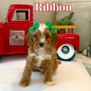 Ribbon - Teddy Bear Red White Female F Cavapoo - BPPP