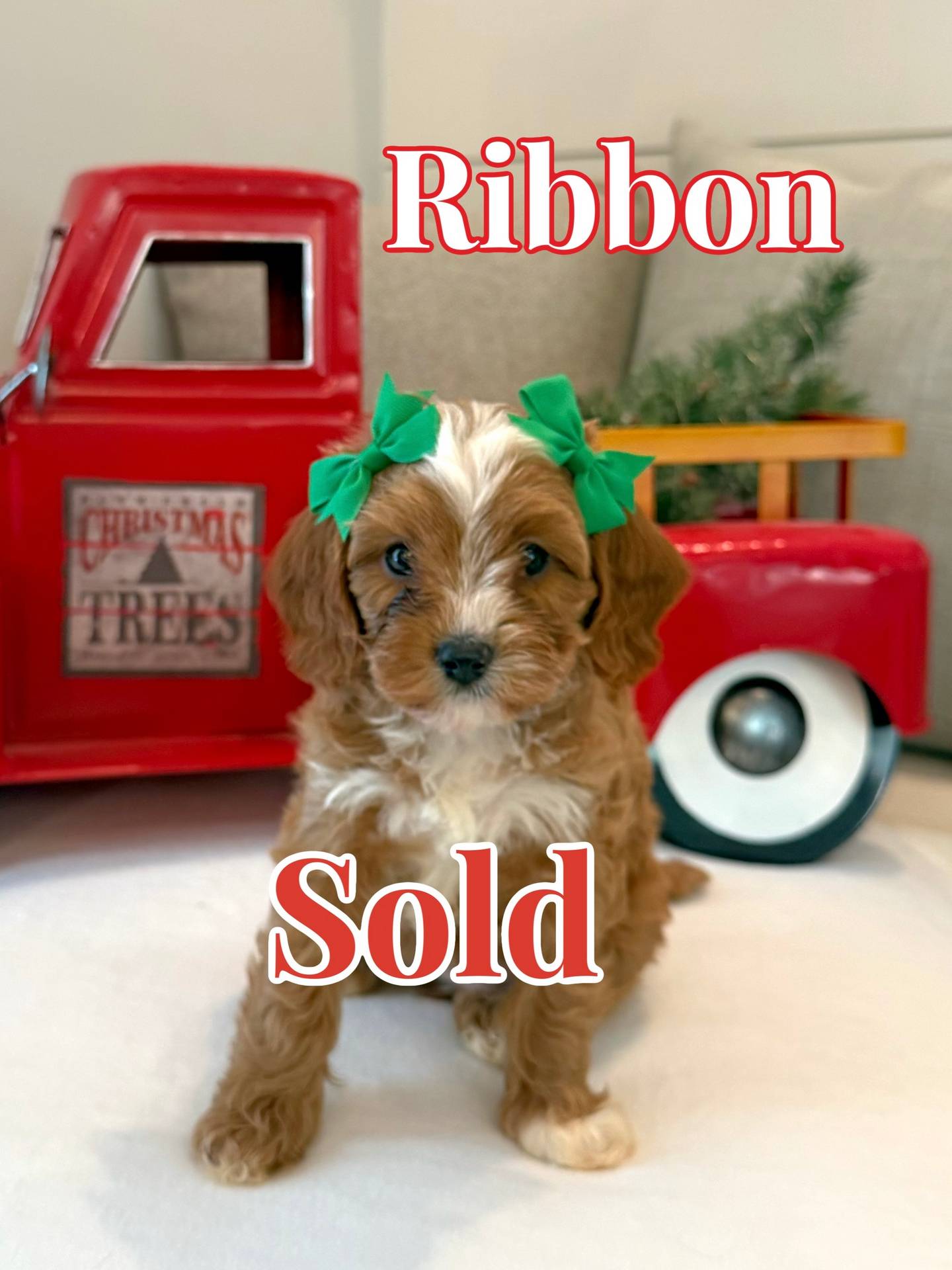 Ribbon - Teddy Bear Red White Female F Cavapoo - BPPP - Forever Home in Savannah- GA