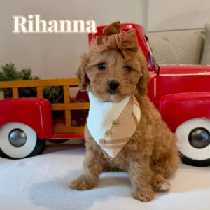 Rihanna - Female FB Cavapoo - BPPP