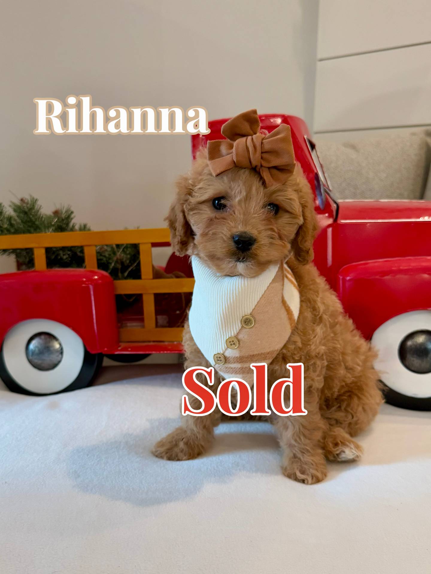 Rihanna - Female FB Cavapoo - BPPP - Forever Home in San Diego- CA