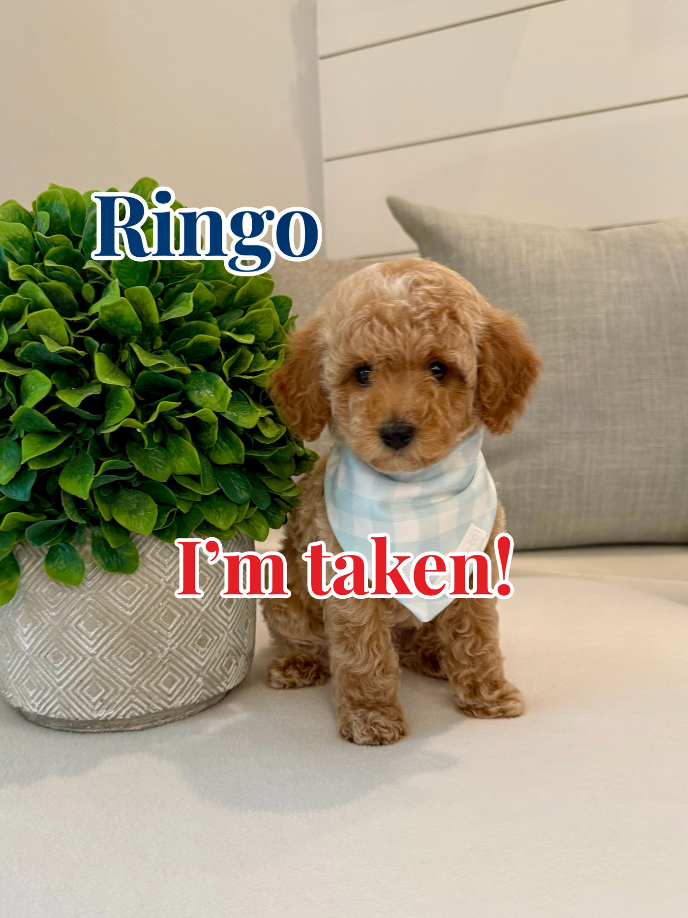 Ringo - Toy Micro Goldendoodle Puppy - Litter --_ - Forever Home in World Golf Village FL