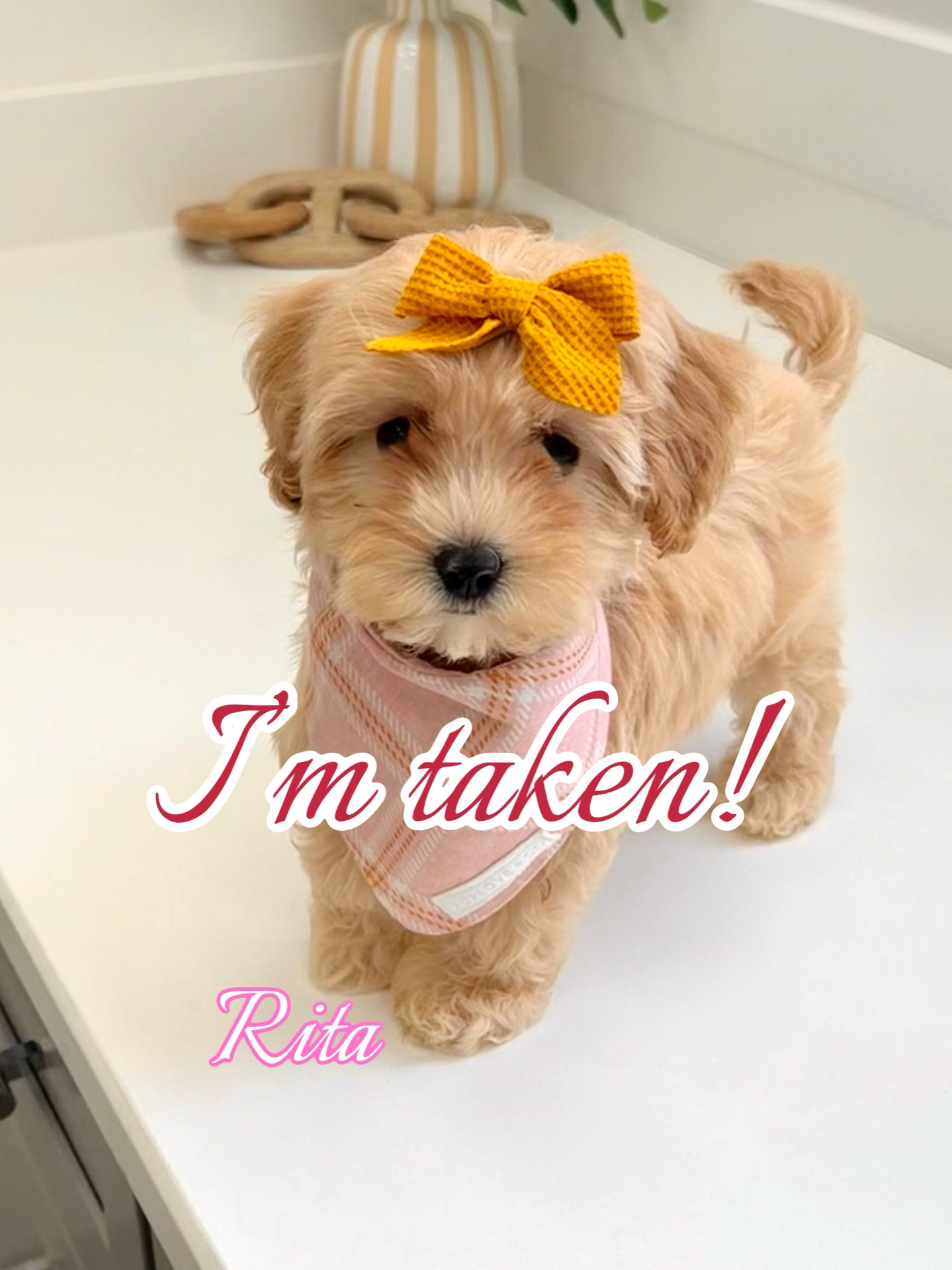 Rita - F Maltipoo Puppy - BPPP Litter -- - Forever Home in Lincoln- NE