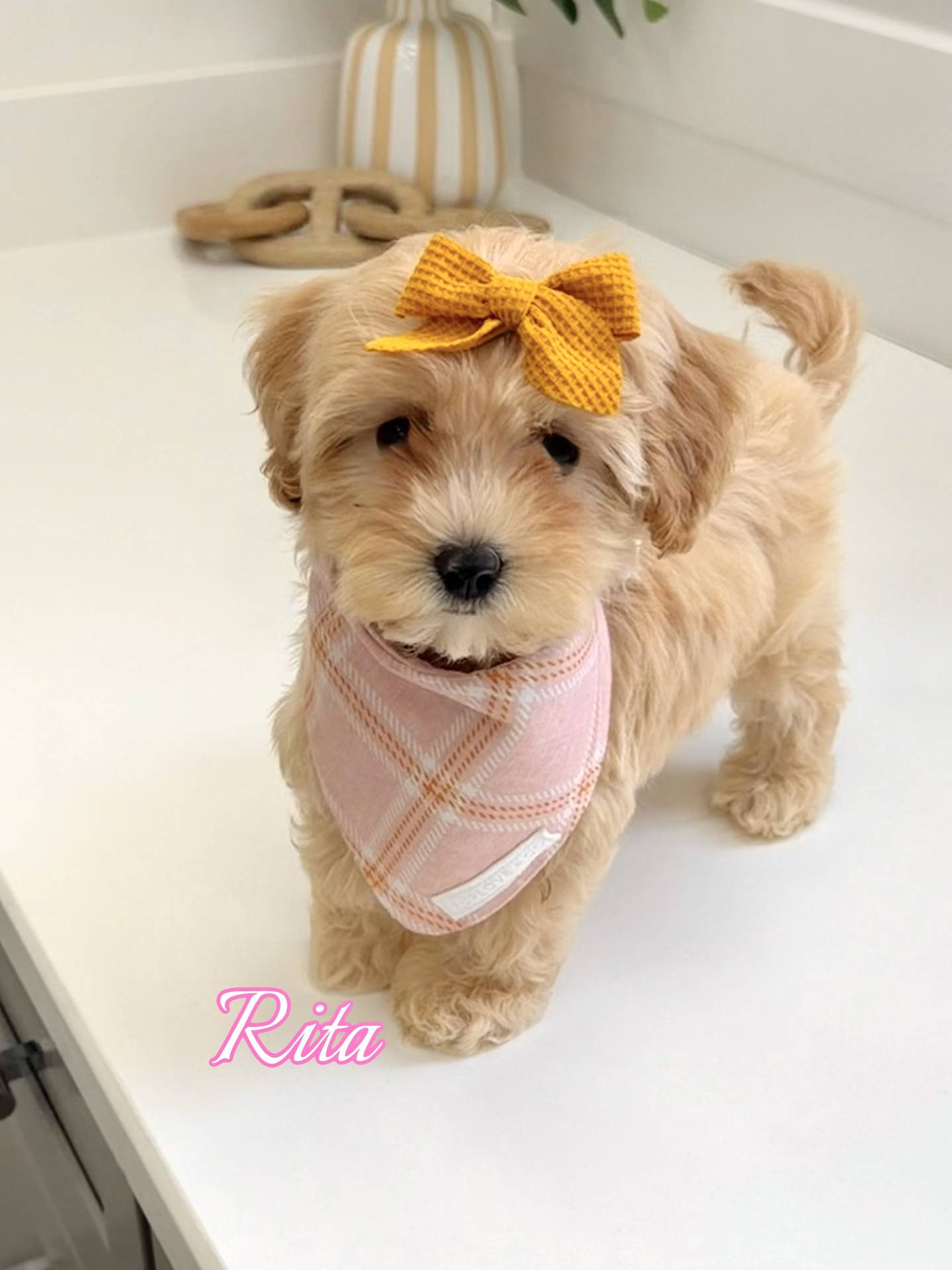 Rita - F Maltipoo Puppy - BPPP Litter --_