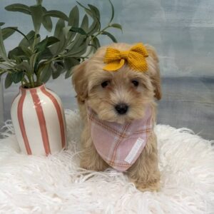 Rita - F Maltipoo Puppy - BPPP Litter --_