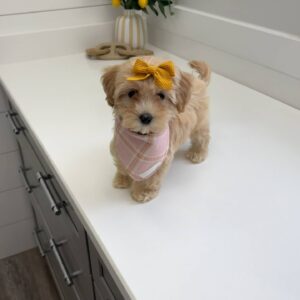 Rita - F Maltipoo Puppy - BPPP Litter --_