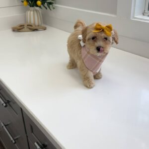 Rita - F Maltipoo Puppy - BPPP Litter --_