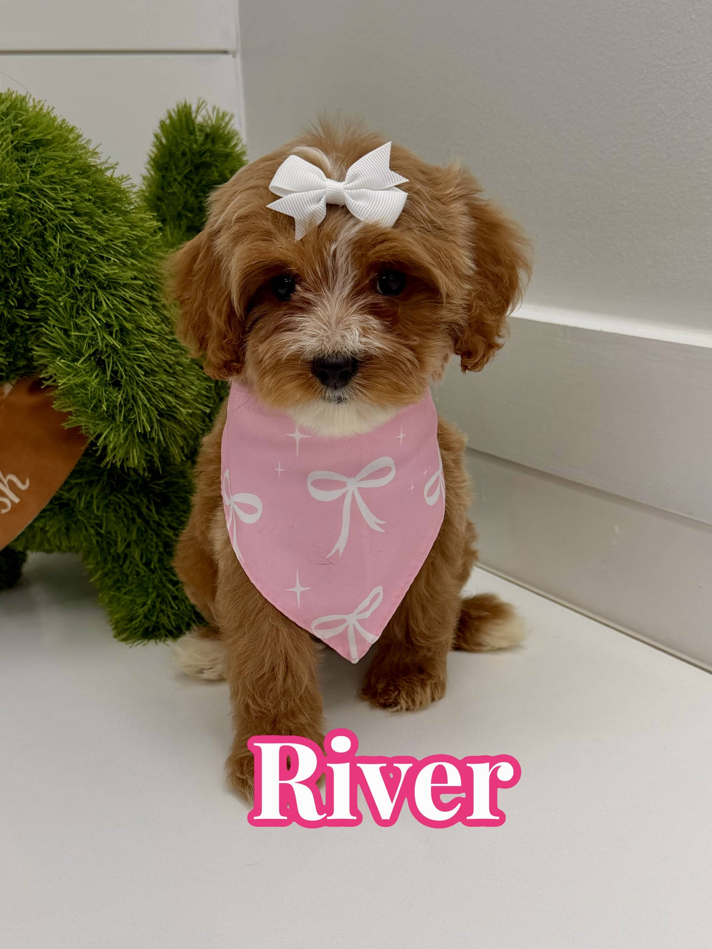 River - FBB Cavapoo Puppy - BPPP Litter --_