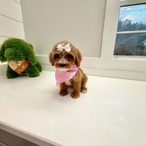 River - FBB Cavapoo Puppy - BPPP Litter --_