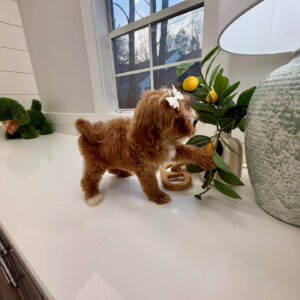 River - FBB Cavapoo Puppy - BPPP Litter --_