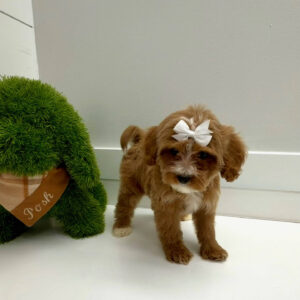 River - FBB Cavapoo Puppy - BPPP Litter --_