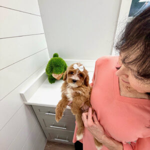 River - FBB Cavapoo Puppy - BPPP Litter --_
