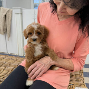 River - FBB Cavapoo Puppy - BPPP Litter --_