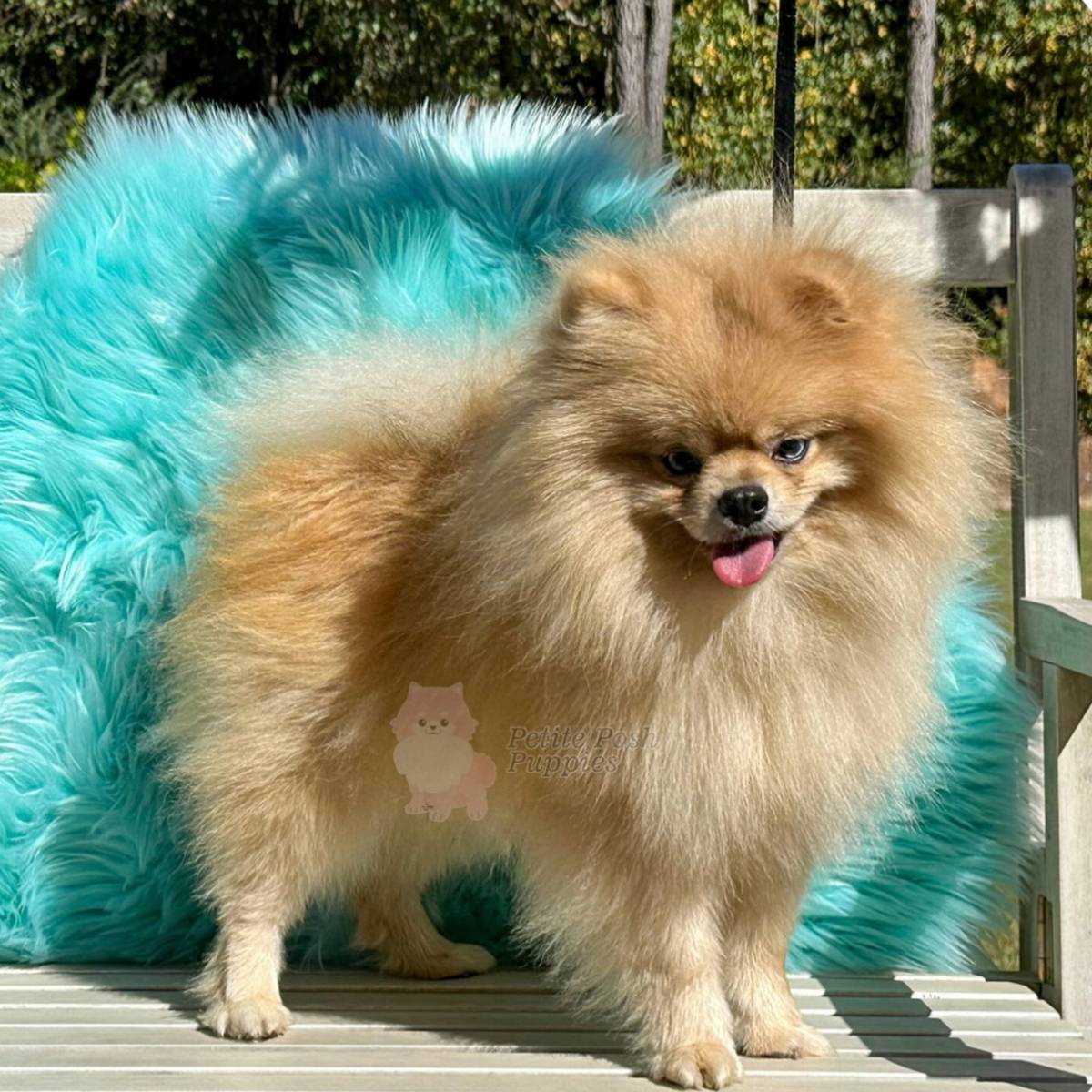 Ckc pomeranian best sale