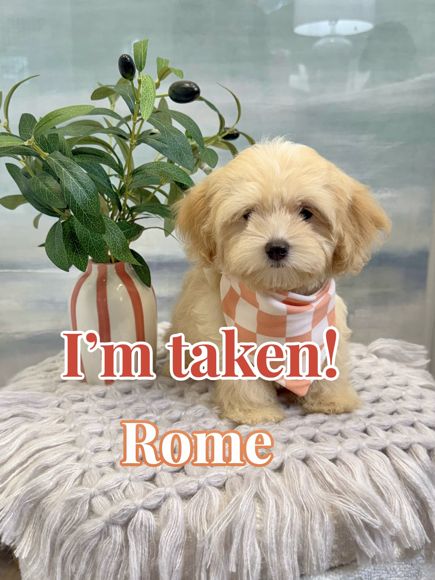 Rome - F Maltipoo Puppy - BPPP Litter --__Boca Raton- FL