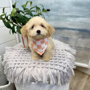 Rome - F Maltipoo Puppy - BPPP Litter --_