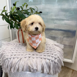 Rome - F Maltipoo Puppy - BPPP Litter --_