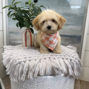 Rome - F Maltipoo Puppy - BPPP Litter --_
