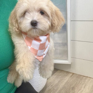 Rome - F Maltipoo Puppy - BPPP Litter --_