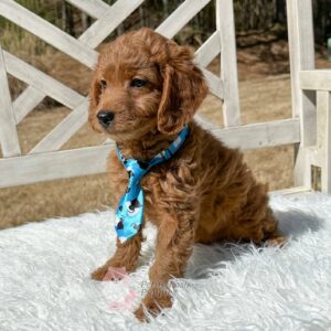 Romeo-Red-Apricot-FB-Toy-Goldendoodle-Petite-Posh-Puppies--