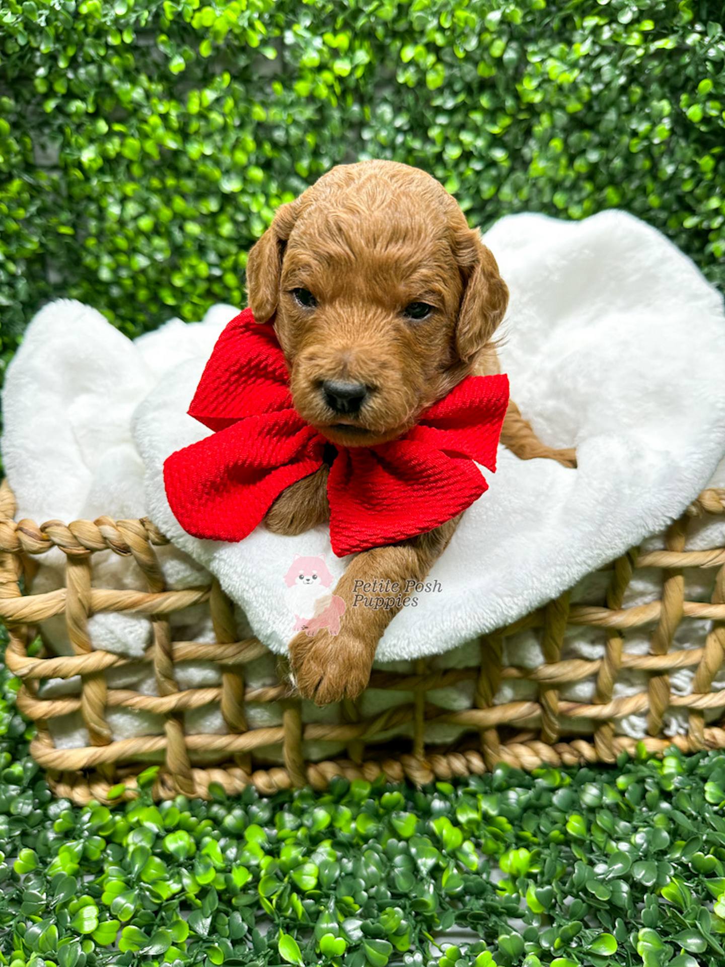 Romeo-Red-Apricot-FB-Toy-Goldendoodle-Petite-Posh-Puppies-