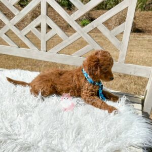 Romeo-Red-Apricot-FB-Toy-Goldendoodle-Petite-Posh-Puppies-